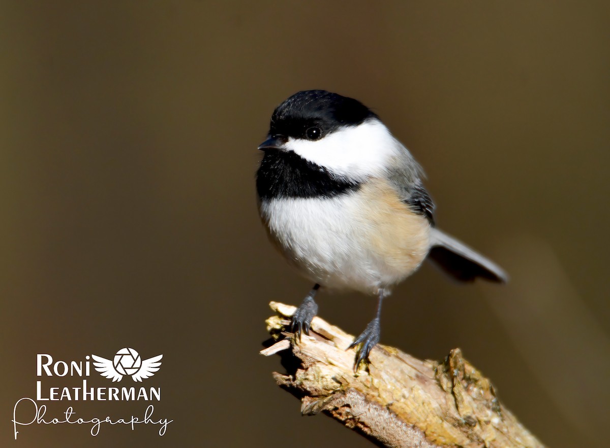 Black-capped Chickadee - Roni Leatherman