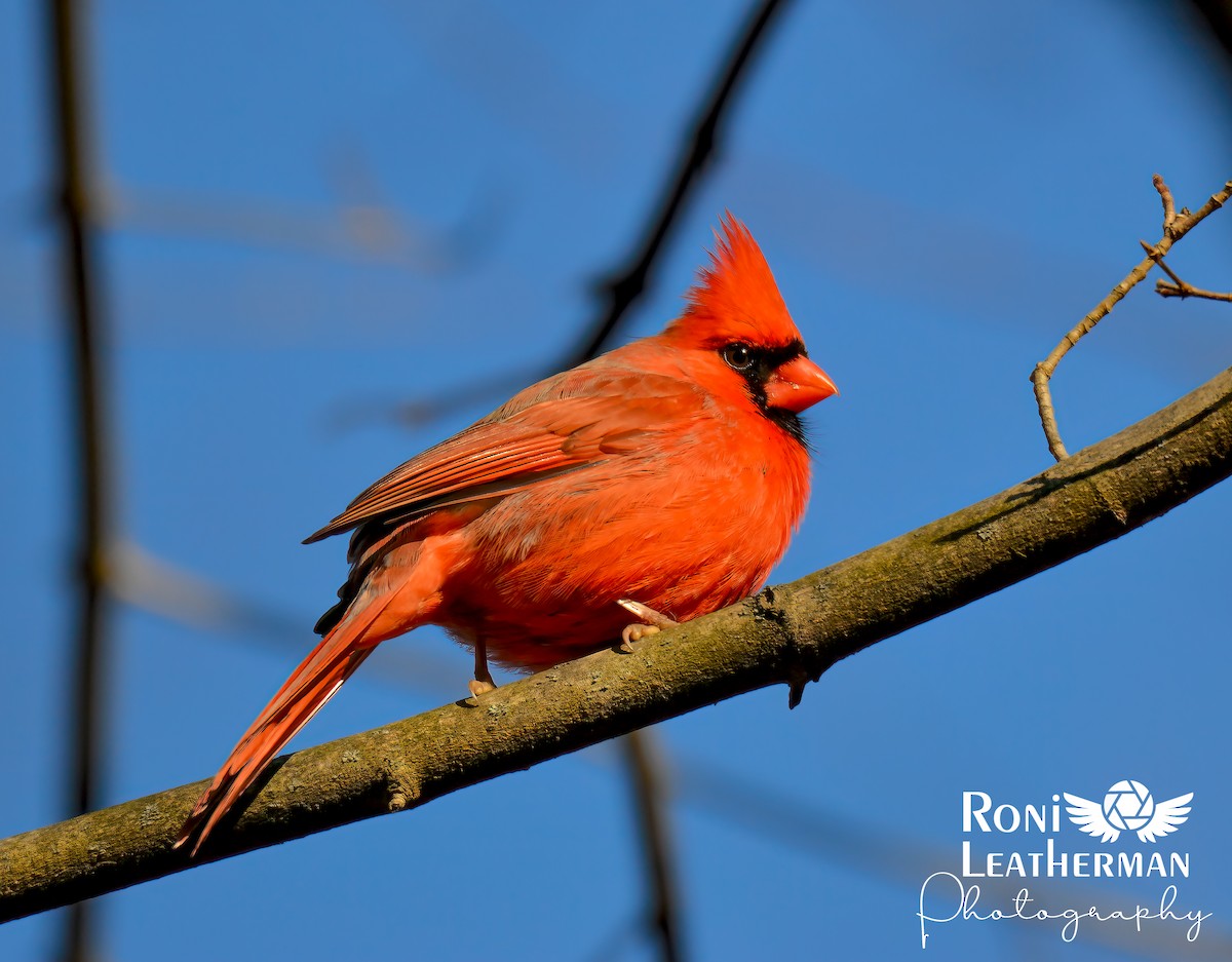 Cardinal rouge - ML296923991