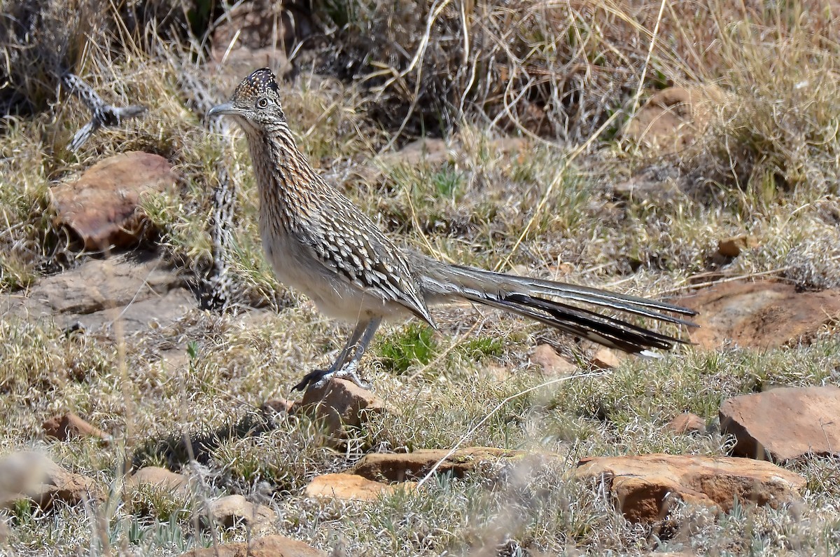 Greater Roadrunner - Malcolm Gold