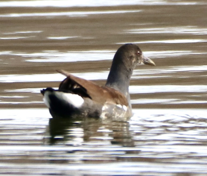 Common Gallinule (American) - ML296924951