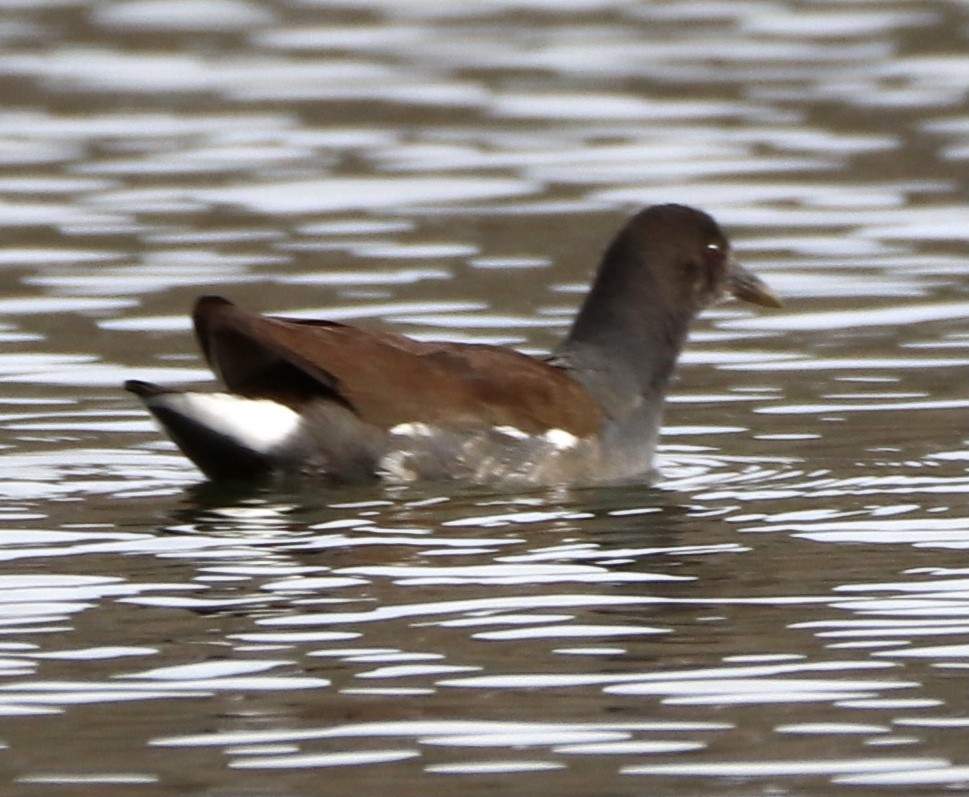 Common Gallinule (American) - Kim Abplanalp