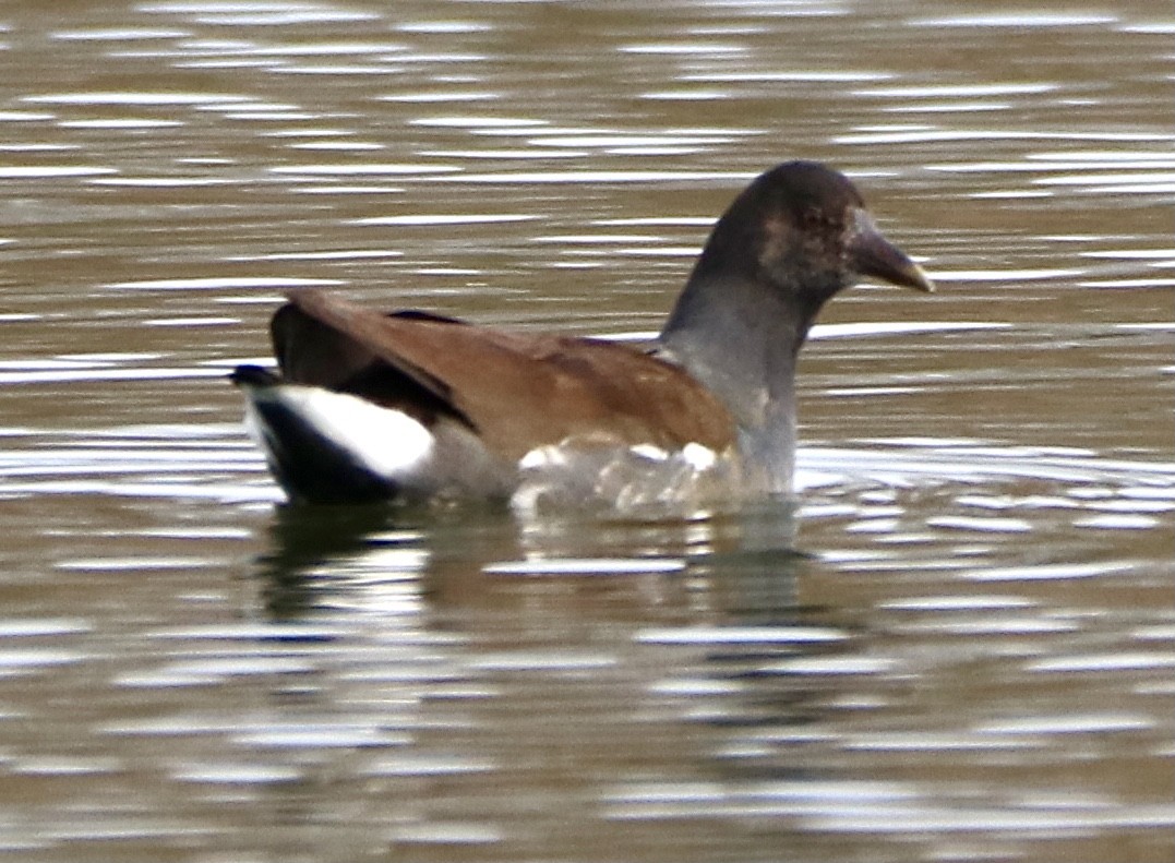 Common Gallinule (American) - Kim Abplanalp