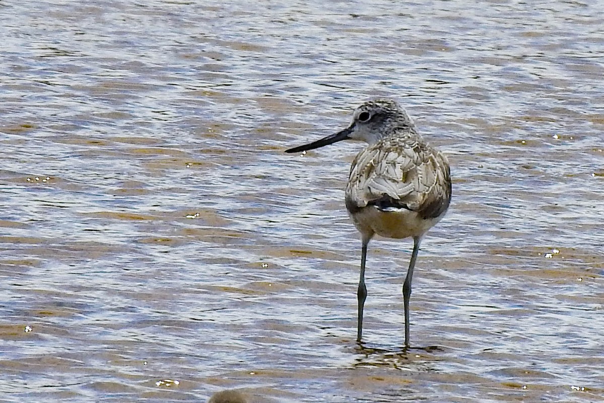 Common Greenshank - ML296925551