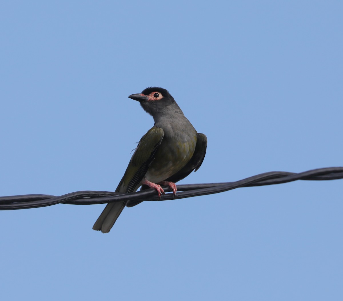Australasian Figbird - ML296926571
