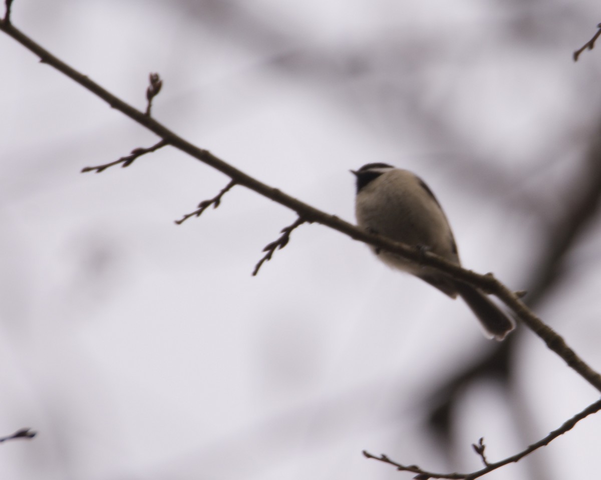 Carolina Chickadee - ML296927811