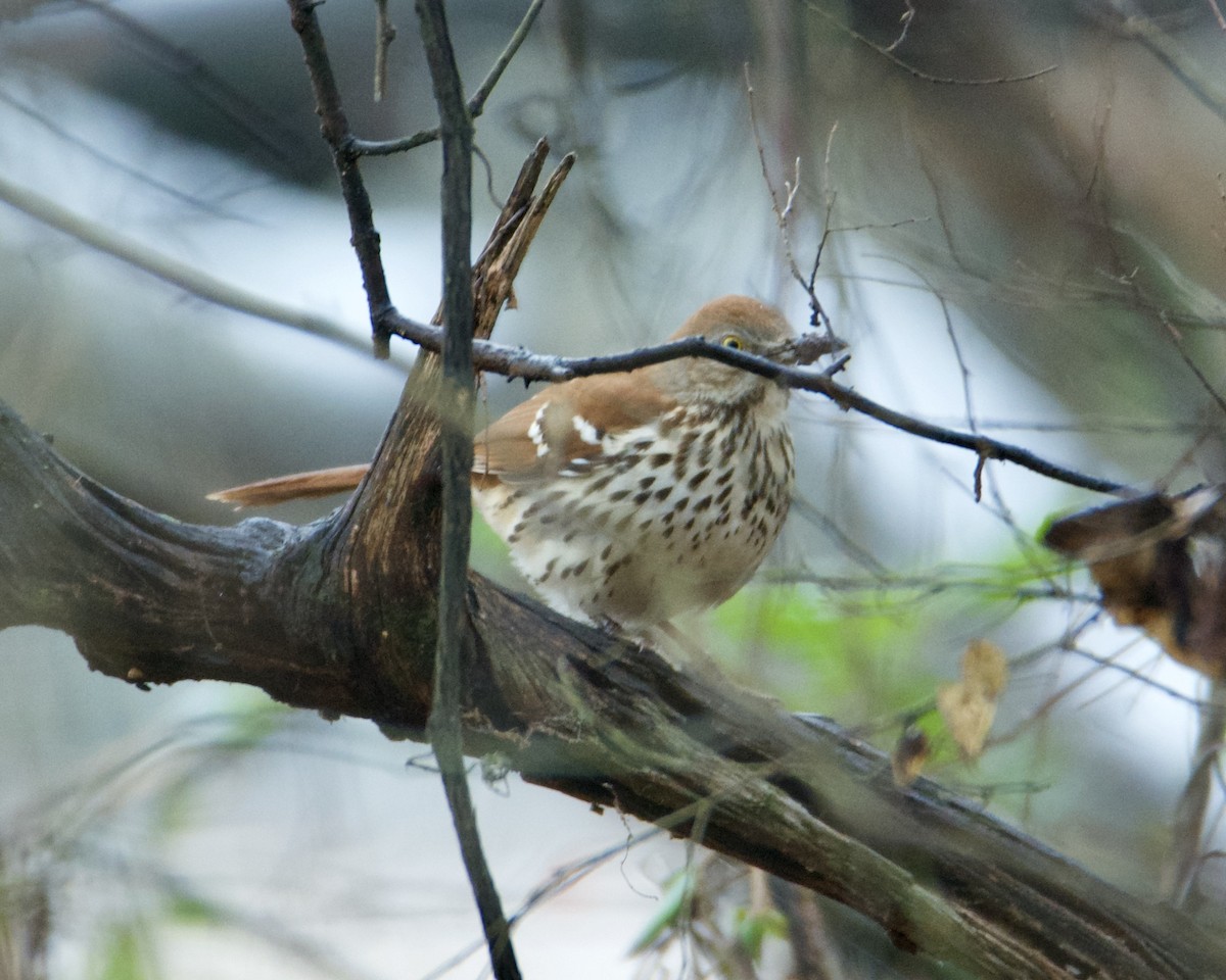 Brown Thrasher - ML296927821