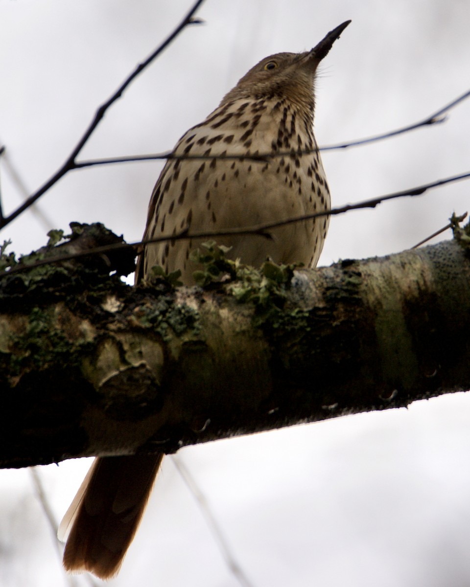 Brown Thrasher - ML296927861