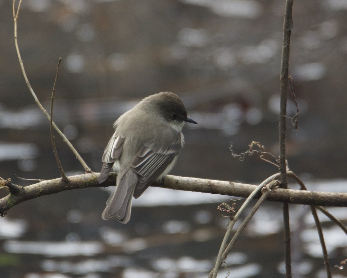 Eastern Phoebe - ML296927881