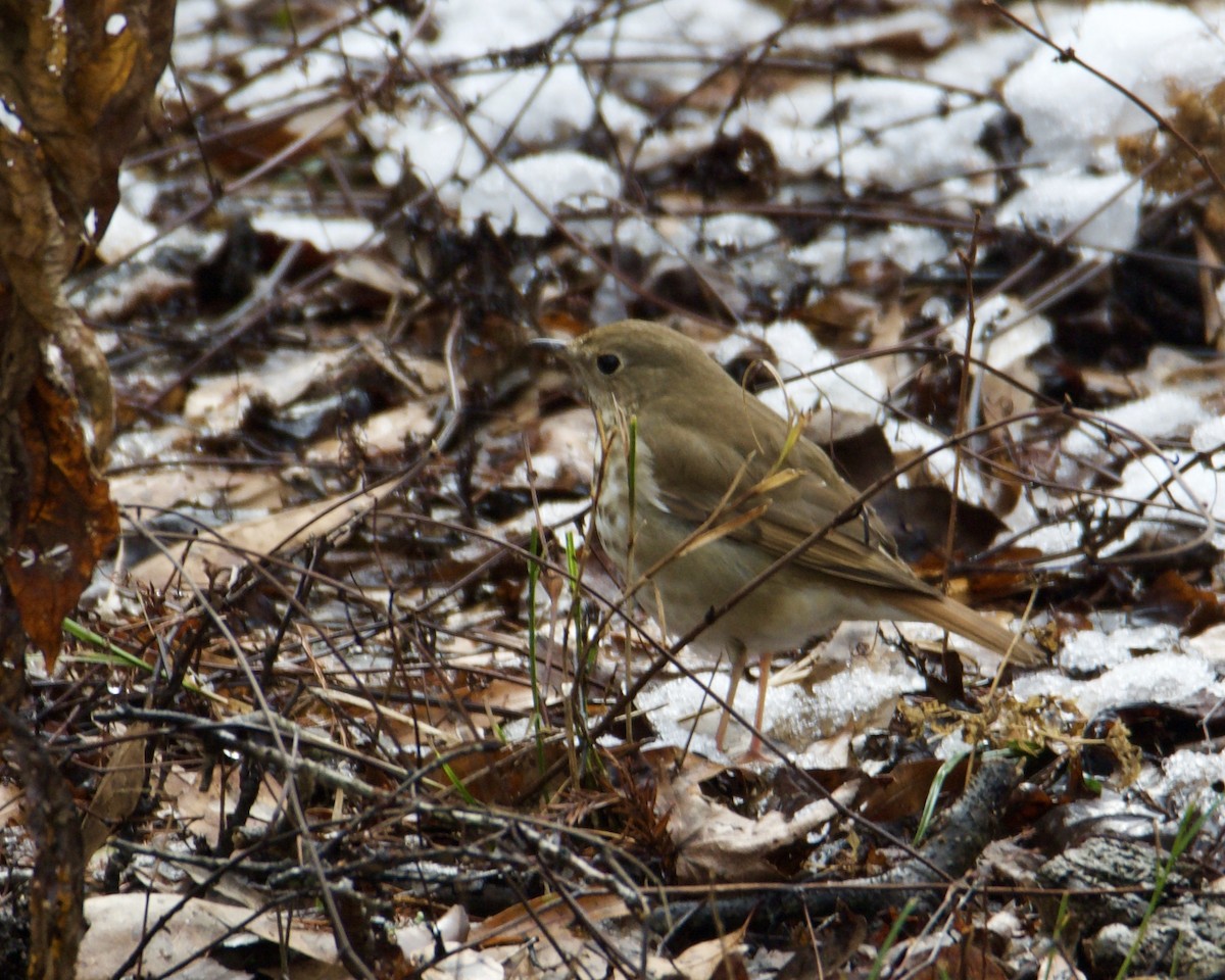 Hermit Thrush - ML296927891