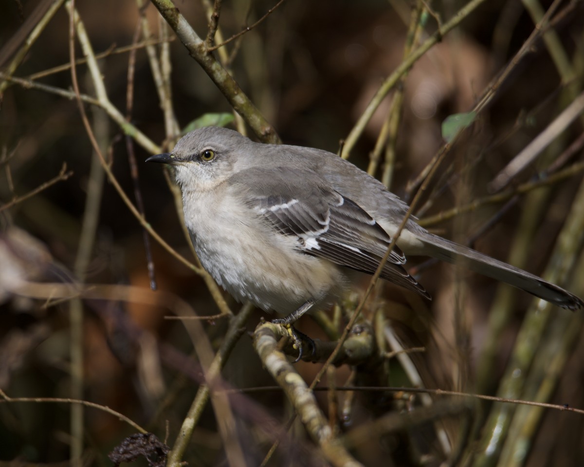 Northern Mockingbird - ML296927921