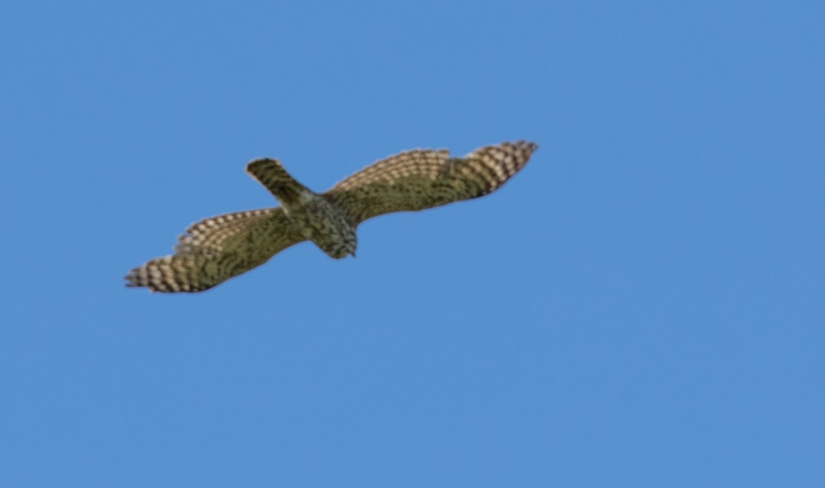 American Goshawk - ML296927931