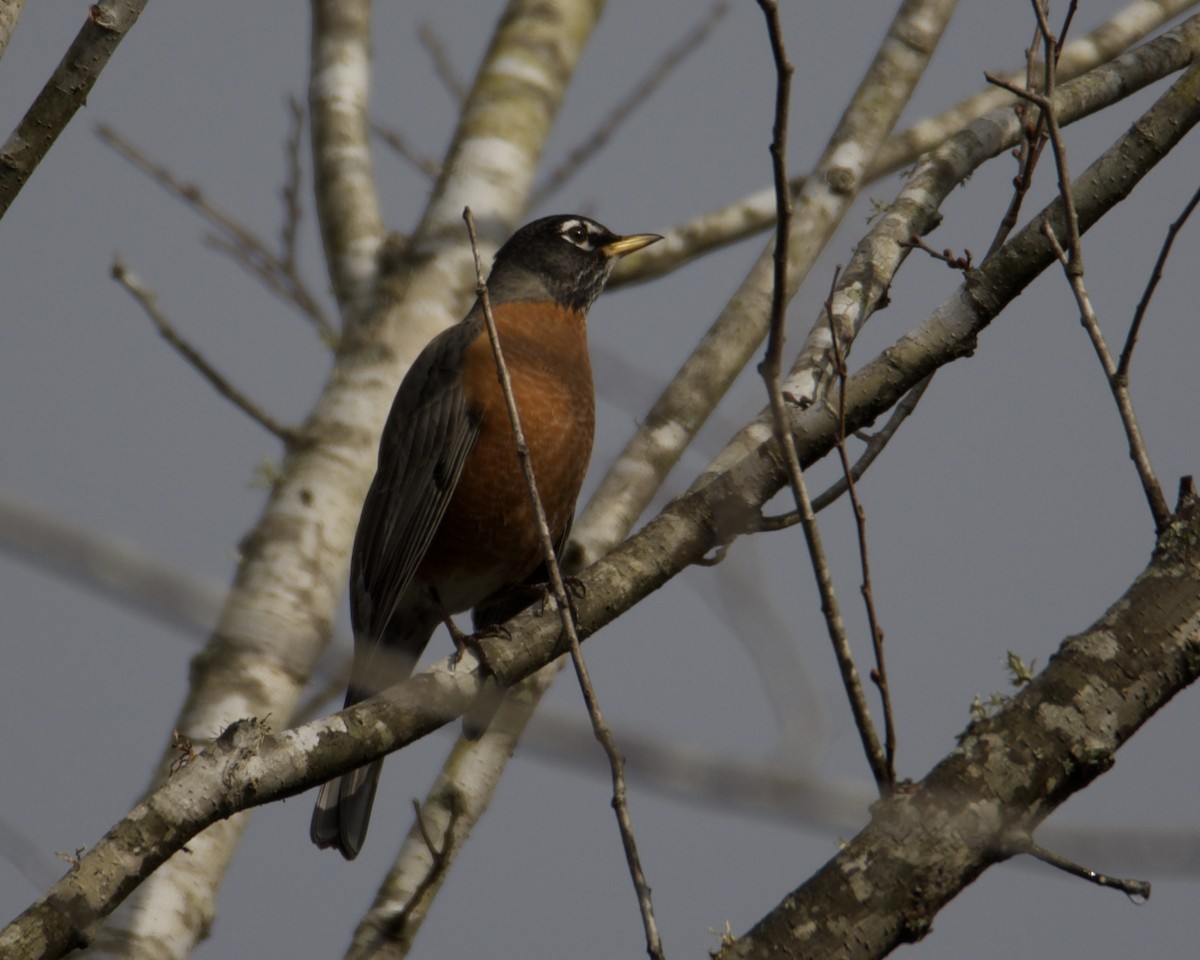 American Robin - ML296927961