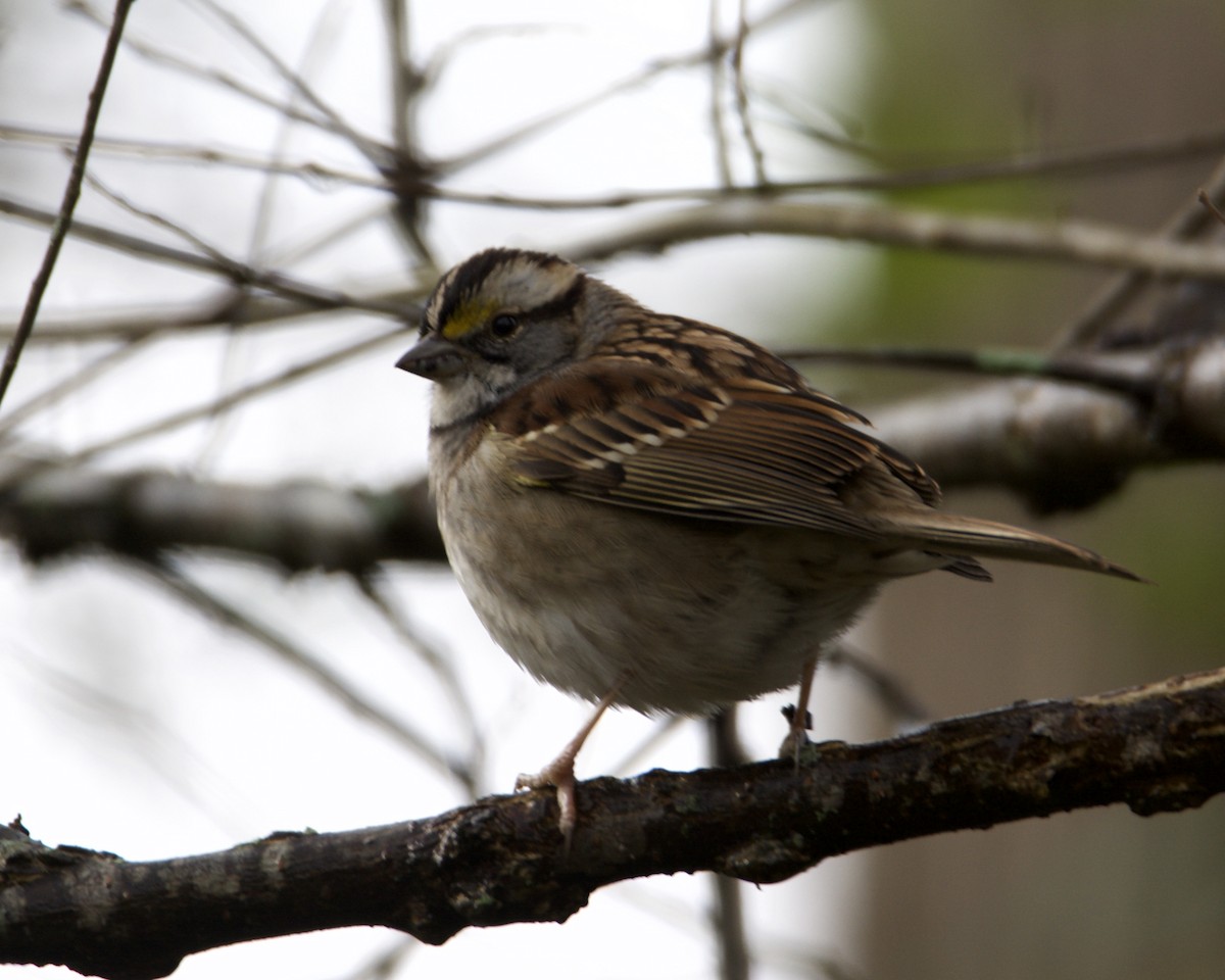 White-throated Sparrow - ML296927991