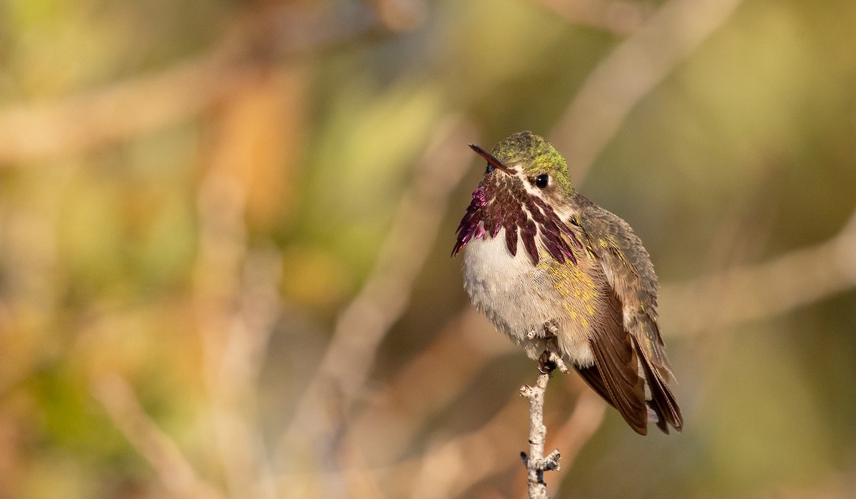 Calliope Hummingbird - Ian Davies