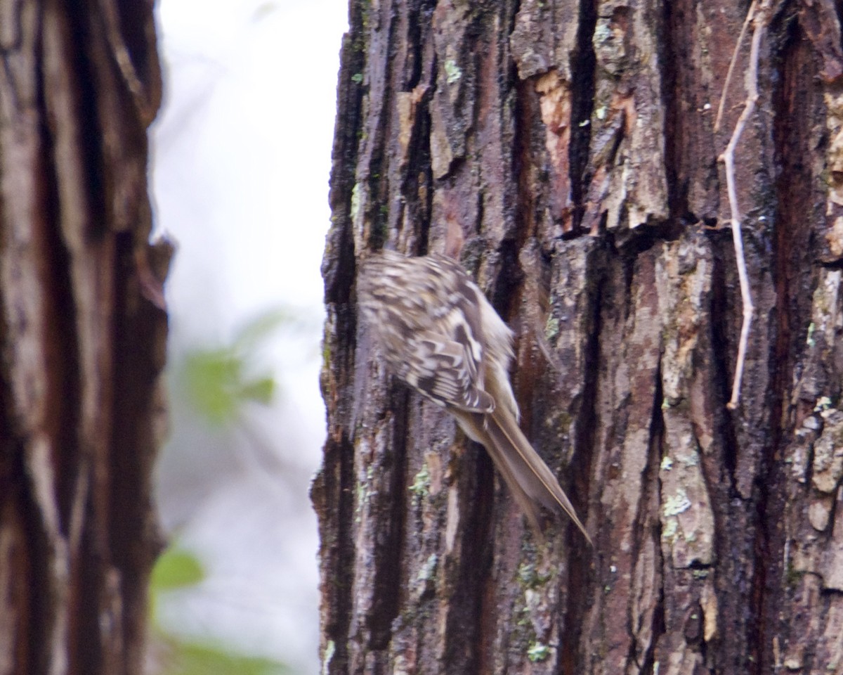 Brown Creeper - ML296928071