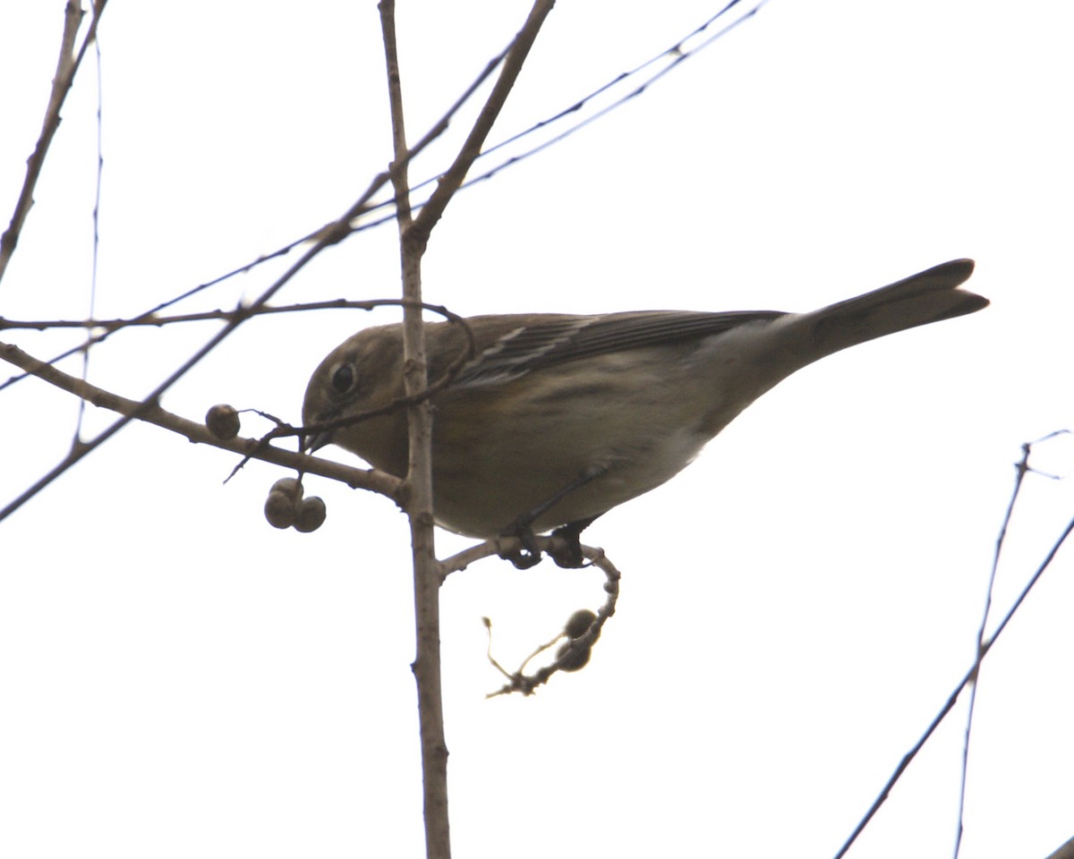 Yellow-rumped Warbler - ML296928121