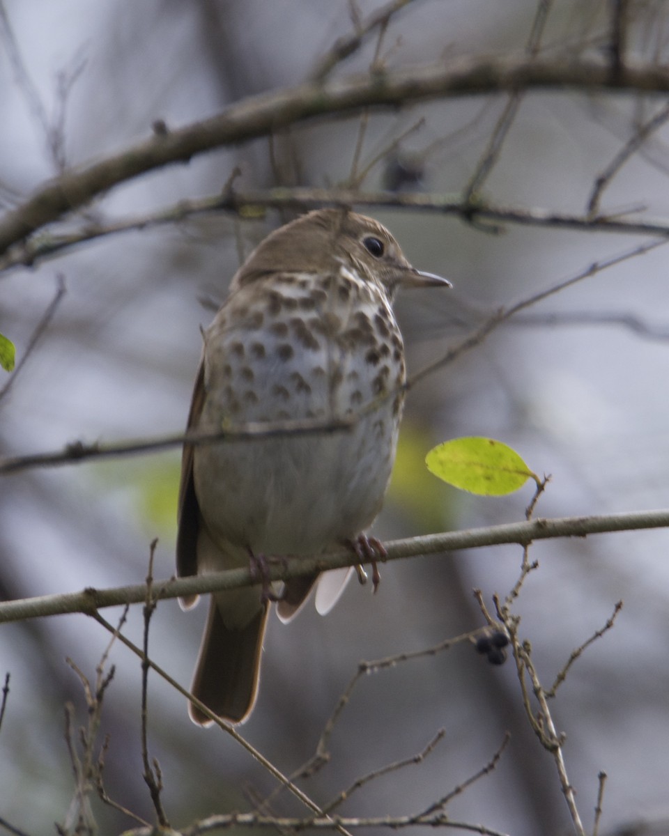 Hermit Thrush - ML296928141