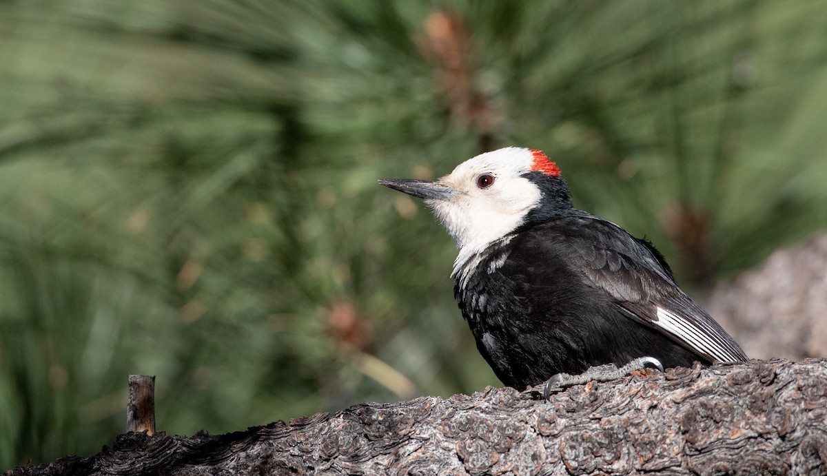 White-headed Woodpecker - Ian Davies