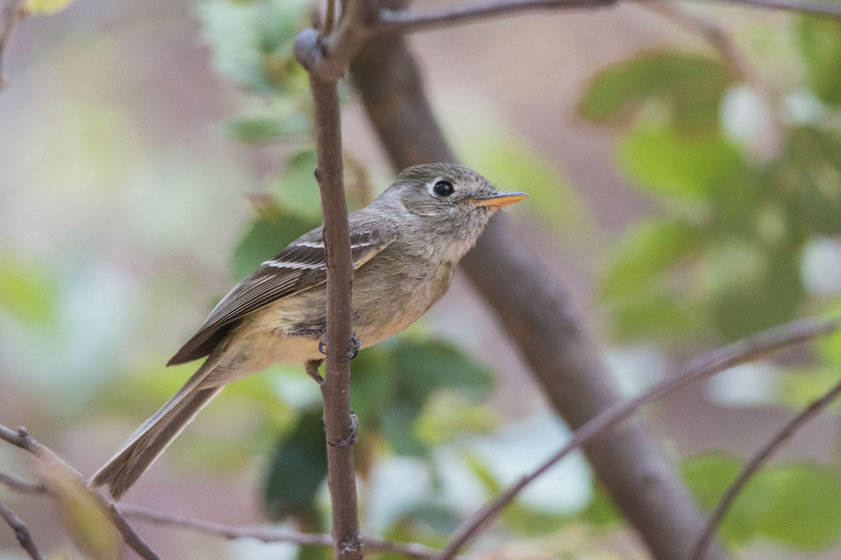 Pine Flycatcher - Walker Noe