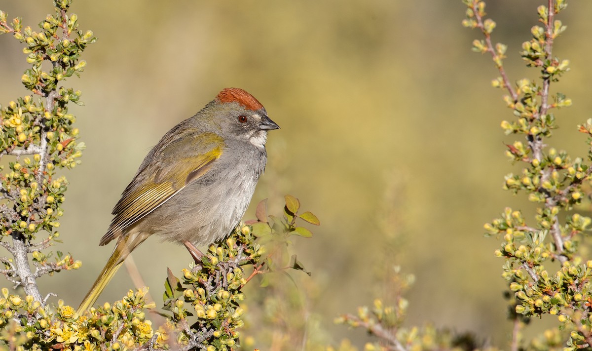 Green-tailed Towhee - Ian Davies
