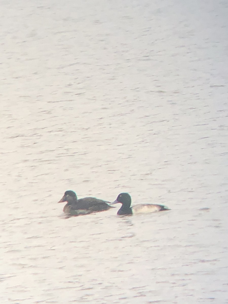 Greater Scaup - ML296930061