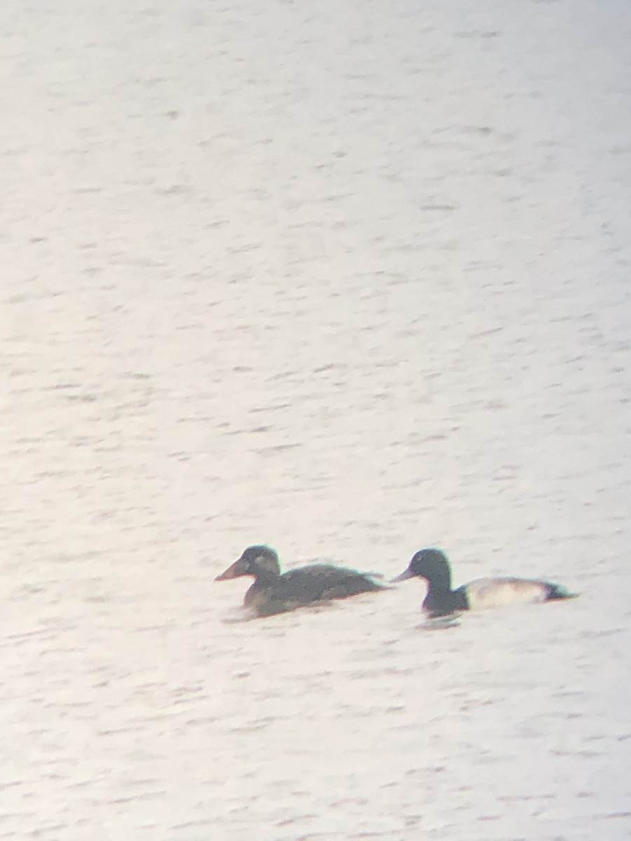 Greater Scaup - ML296930071