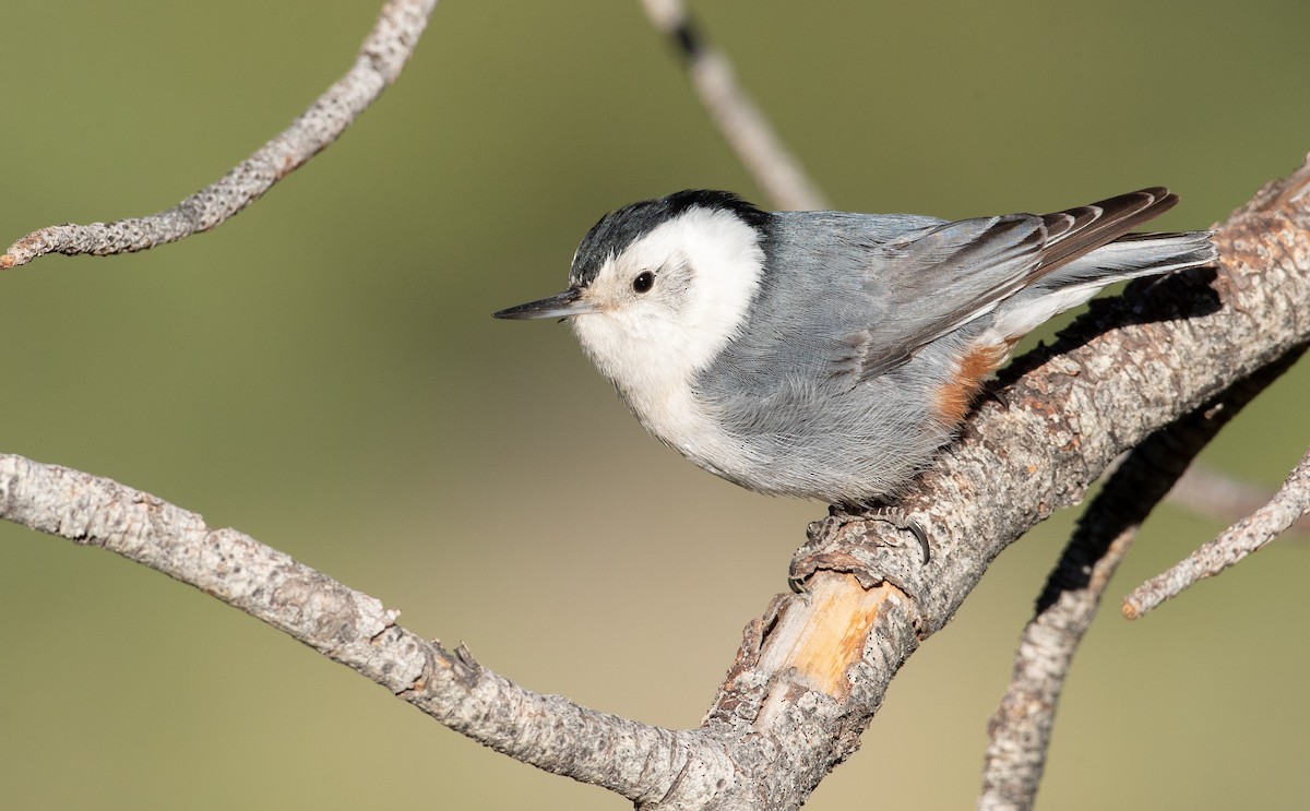 White-breasted Nuthatch (Interior West) - Ian Davies