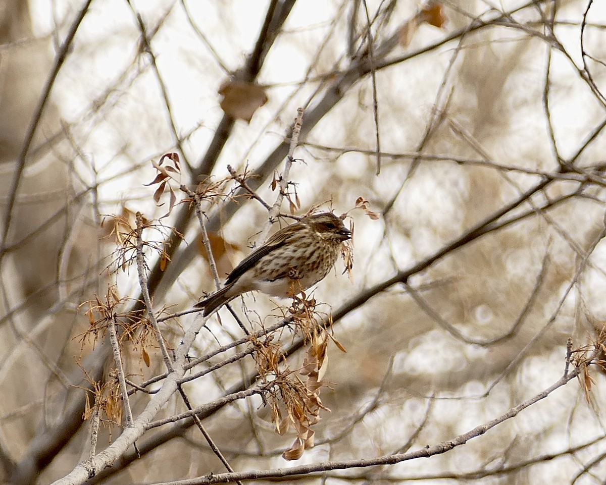 Purple Finch - Jon (JC) Curd