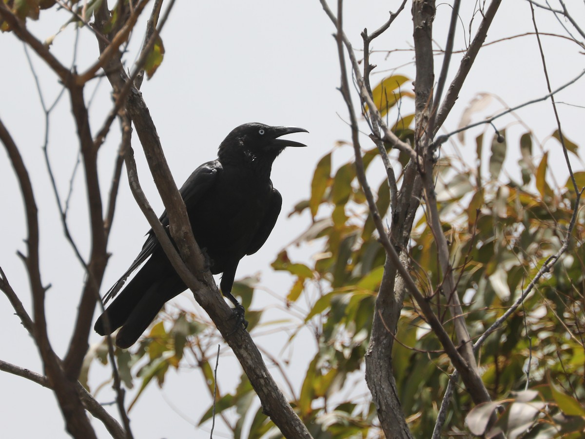 crow/raven sp. - ML296931931