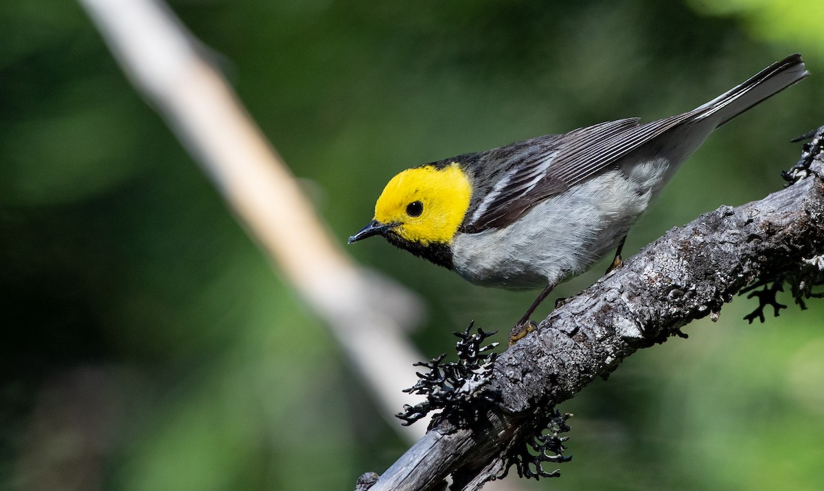 Hermit Warbler - ML296932311