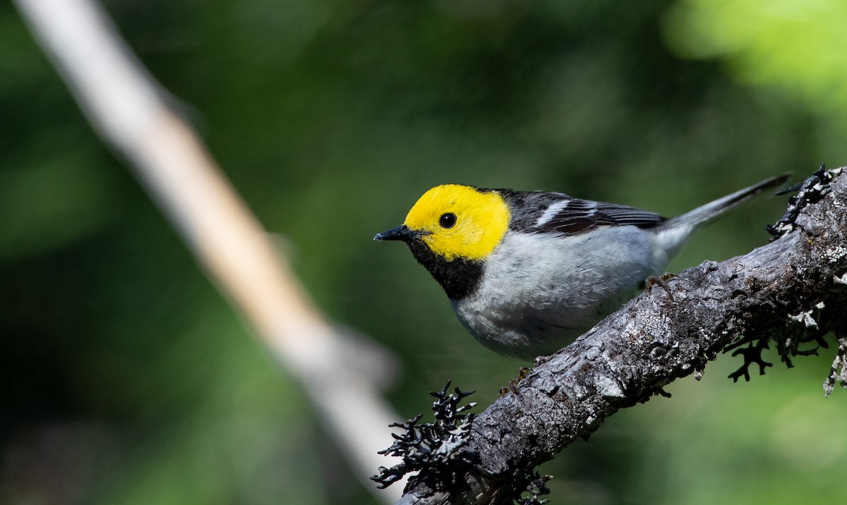 Hermit Warbler - ML296932341