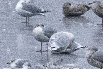 American Herring x Glaucous Gull (hybrid) - Michelle Holycross