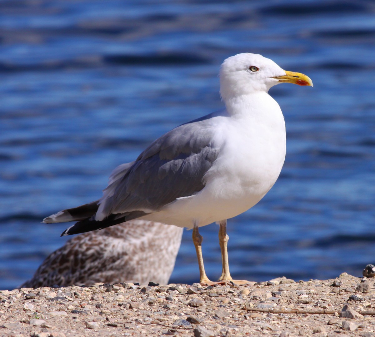 Herring Gull - ML296935111