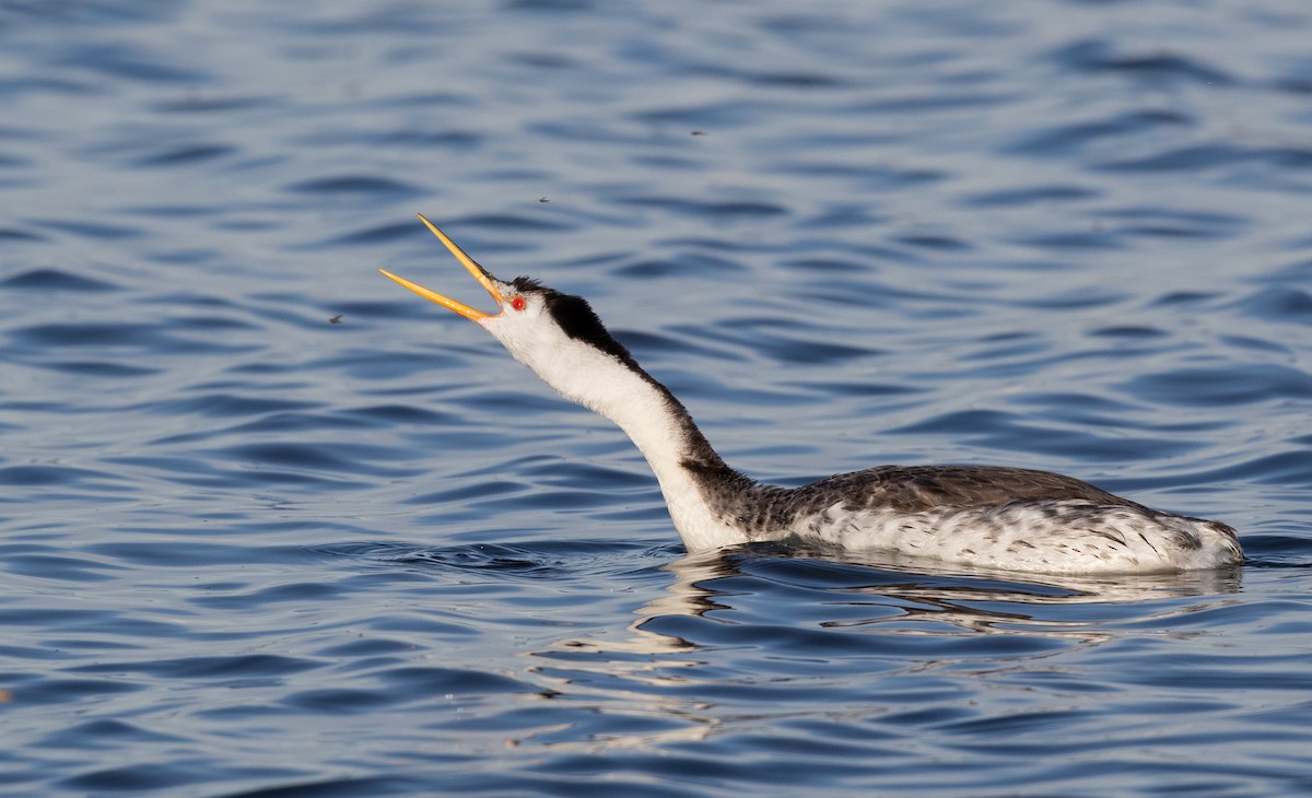 Clark's Grebe - ML296935791