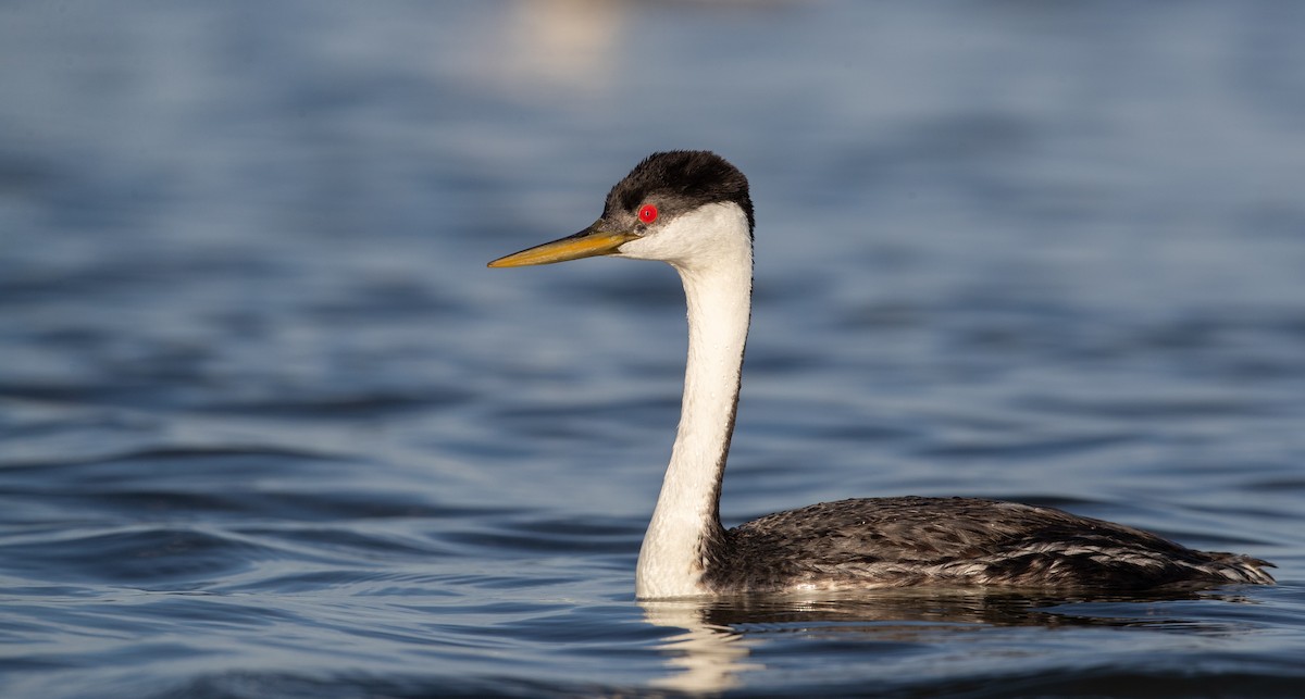 Western Grebe - Ian Davies