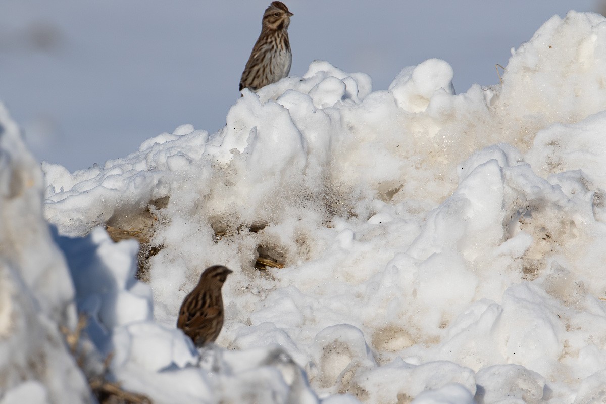 Song Sparrow - ML296936321