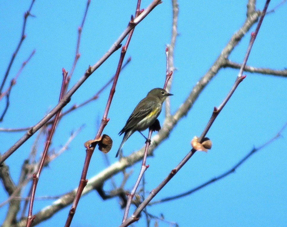 Yellow-rumped Warbler - Kelly Cherry