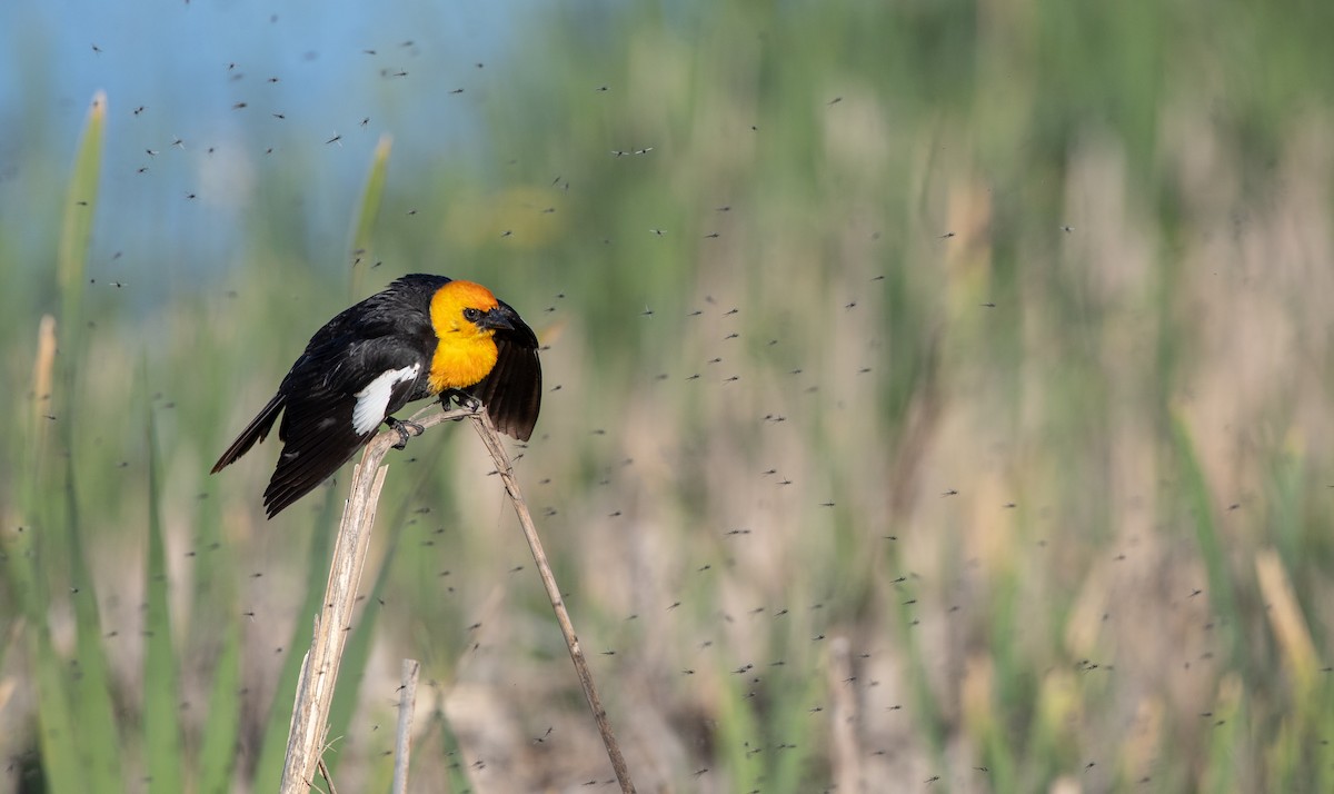 Yellow-headed Blackbird - Ian Davies