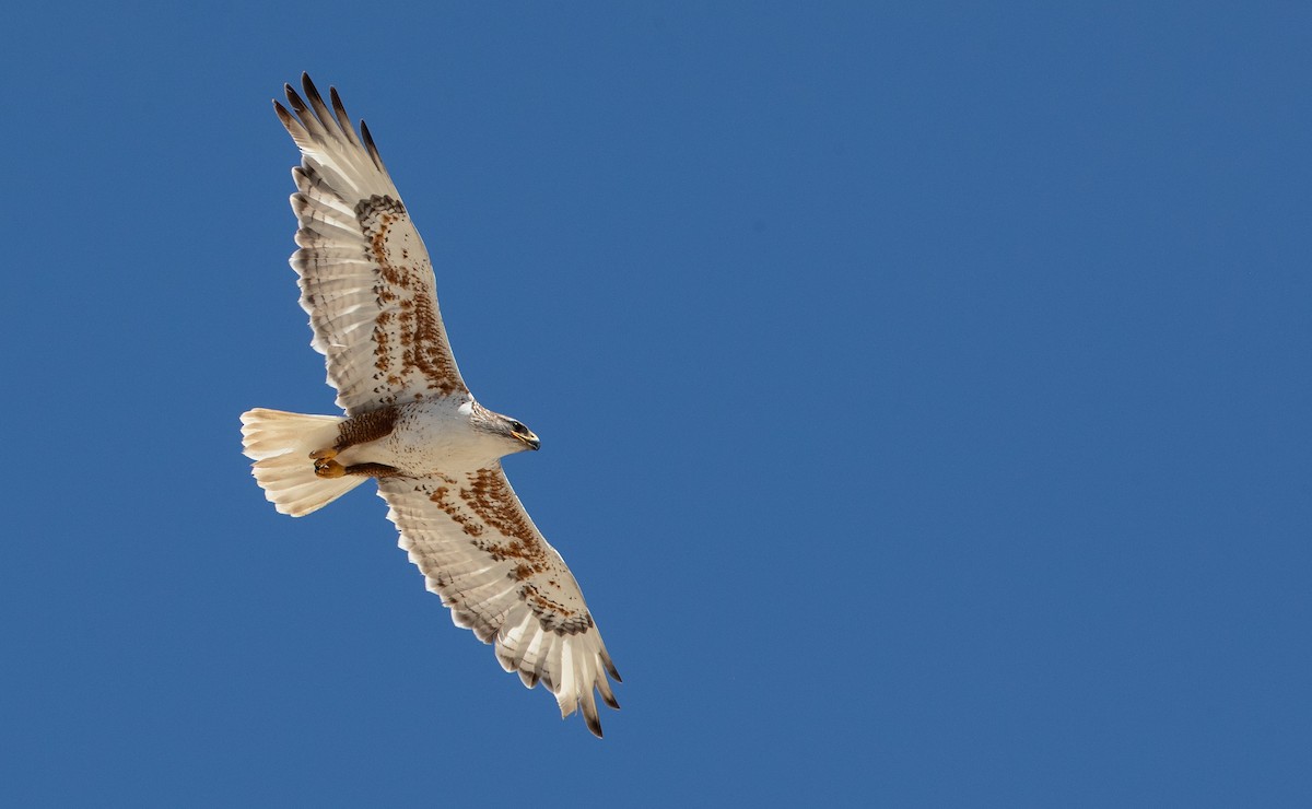 Ferruginous Hawk - Ian Davies