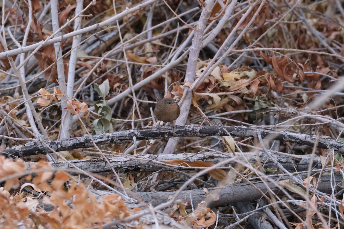 Pacific Wren - Kimber Godfrey