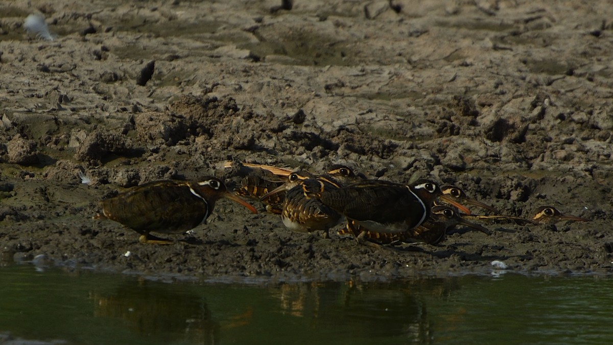 Greater Painted-Snipe - ML29694071