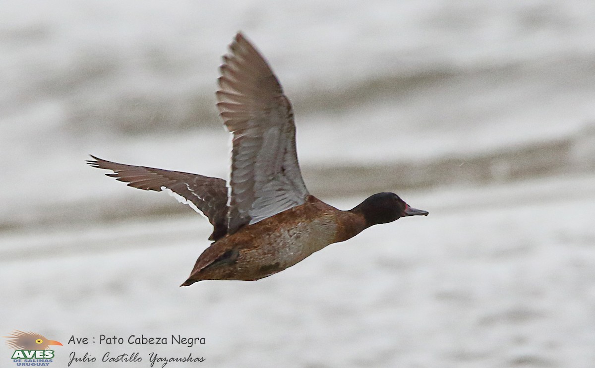 Black-headed Duck - ML296941261