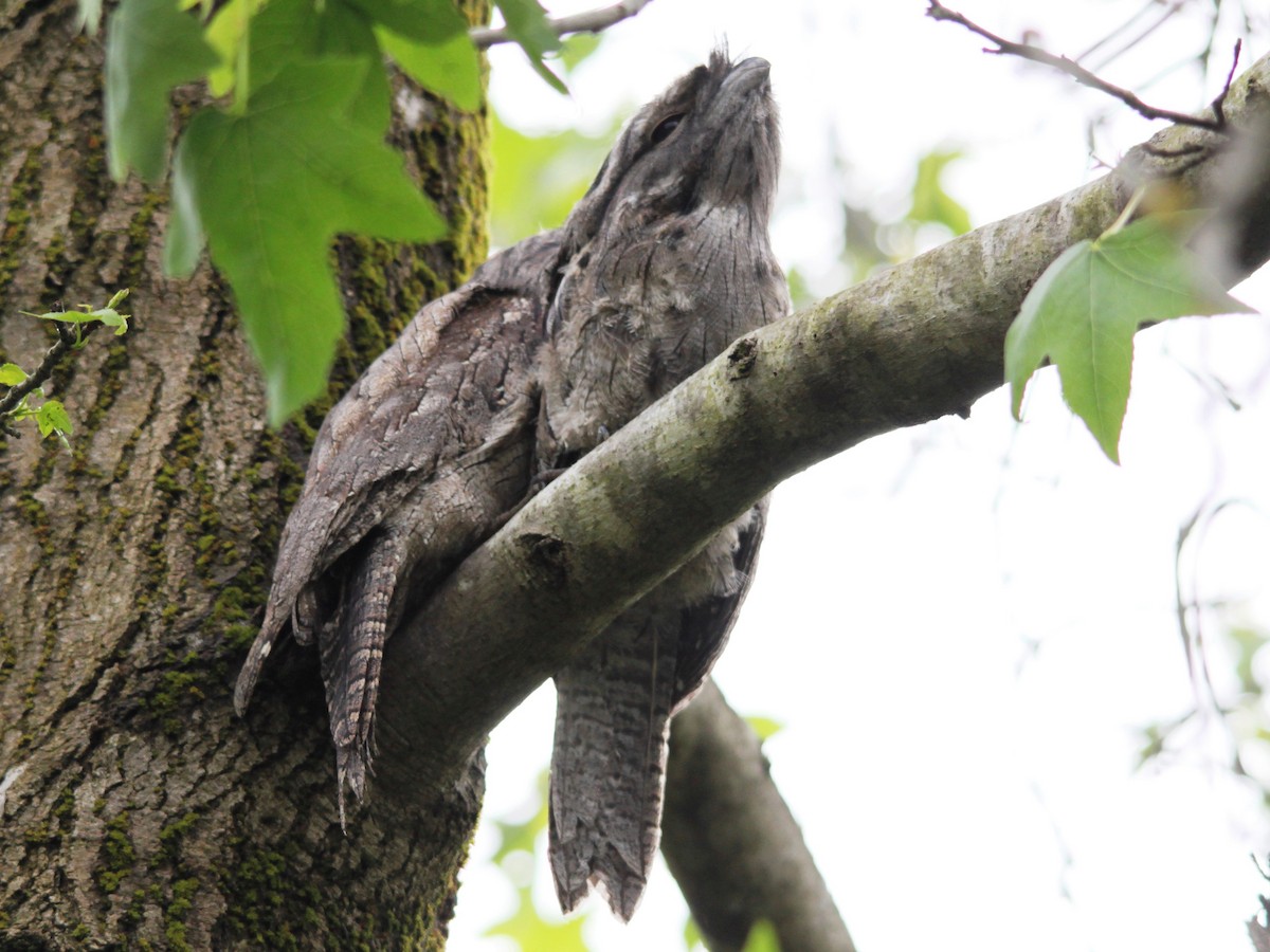 Tawny Frogmouth - Alan Atkinson