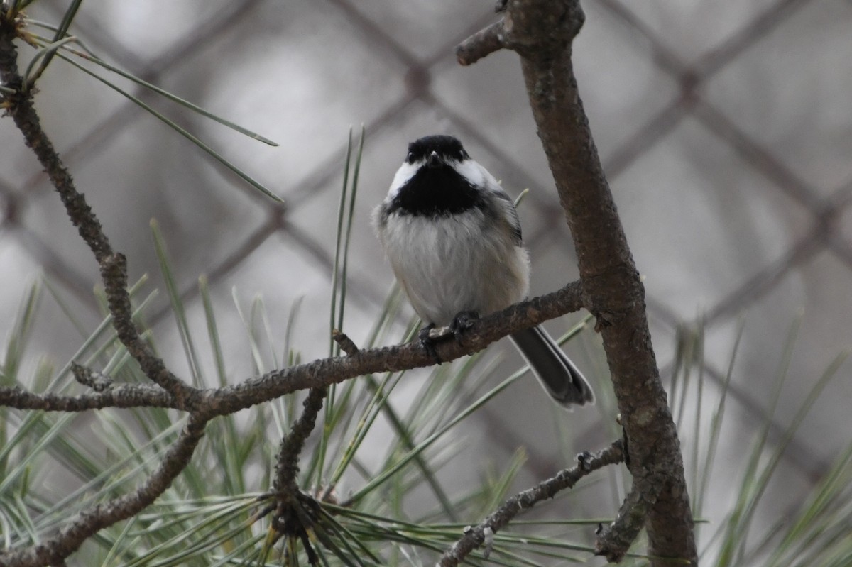 Black-capped Chickadee - ML296942531