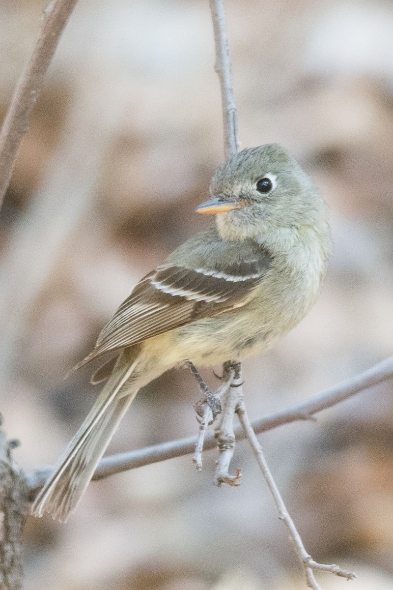 Pine Flycatcher - ML29694331