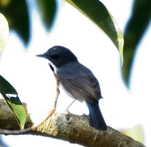 White-bellied Blue Flycatcher - ML29694381