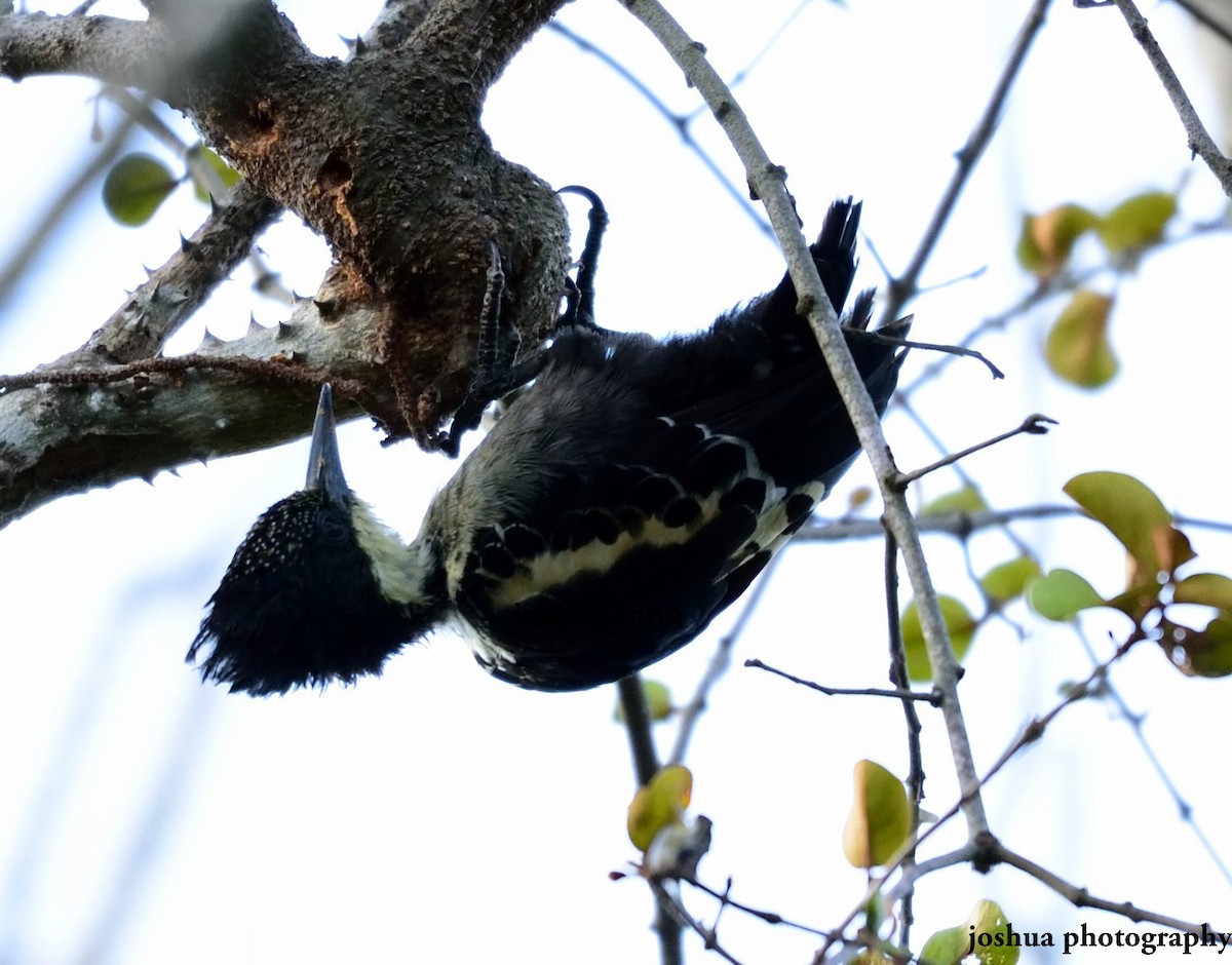 Heart-spotted Woodpecker - ML29694441