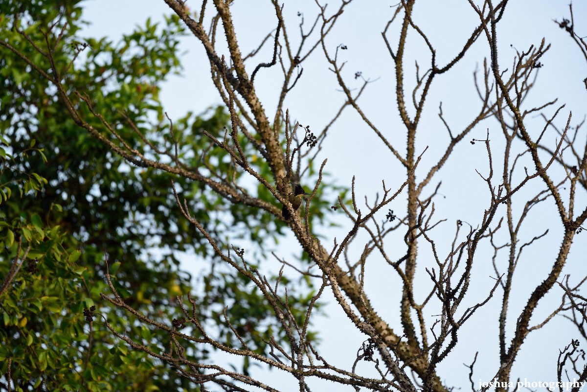 Heart-spotted Woodpecker - ML29694471