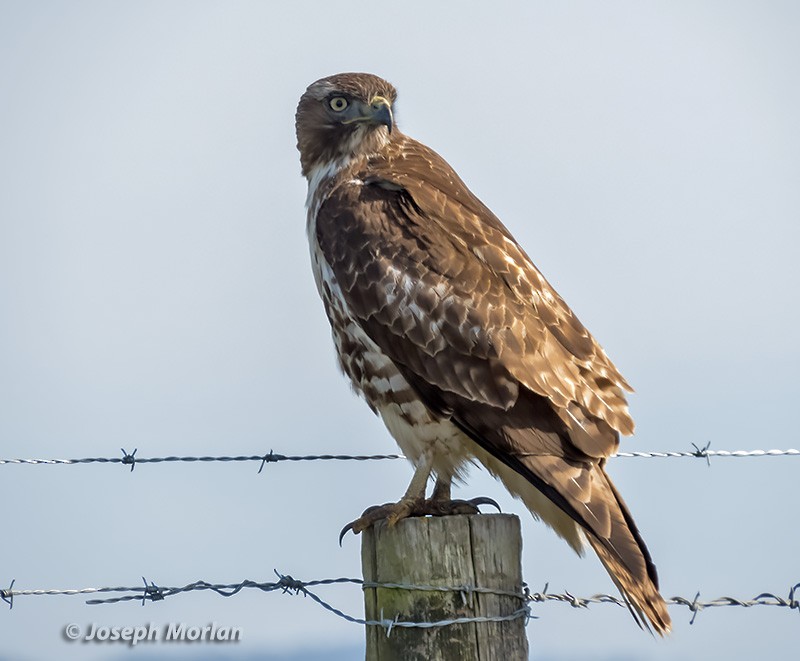 Red-tailed Hawk - ML296945251