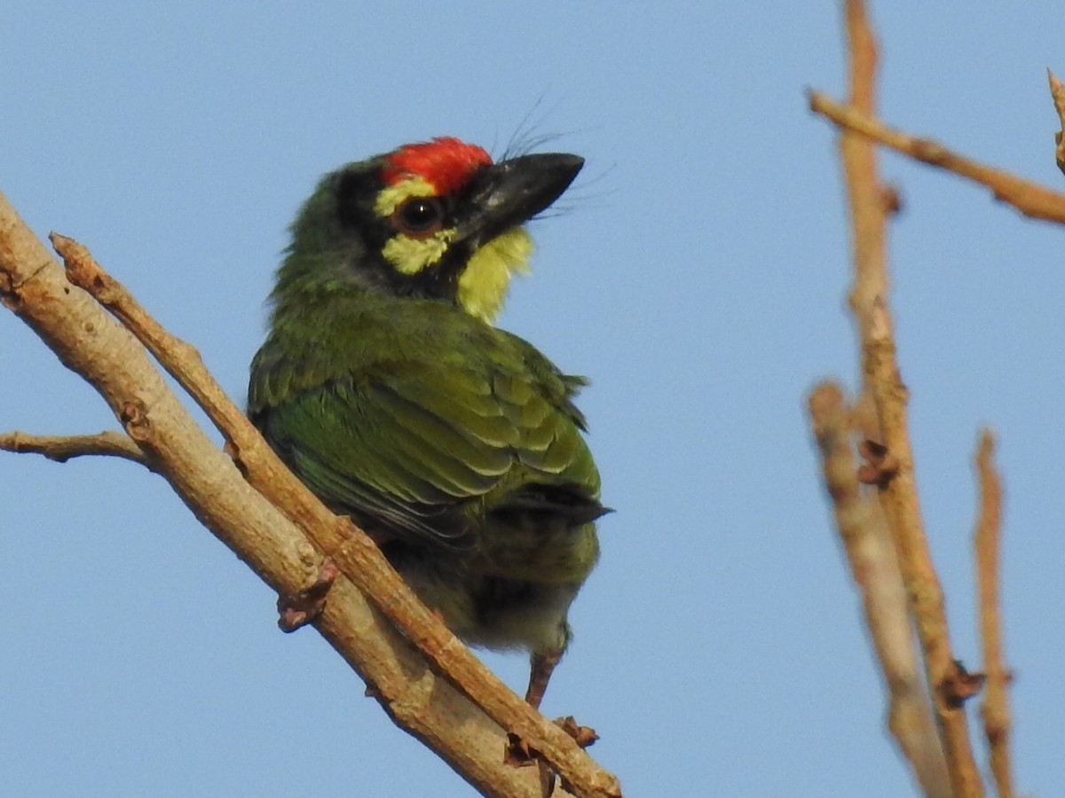 Coppersmith Barbet - Rajendra Gadgil